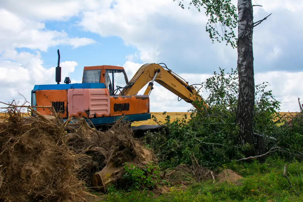 Forestry felling