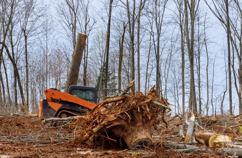 Pre-development site clearing